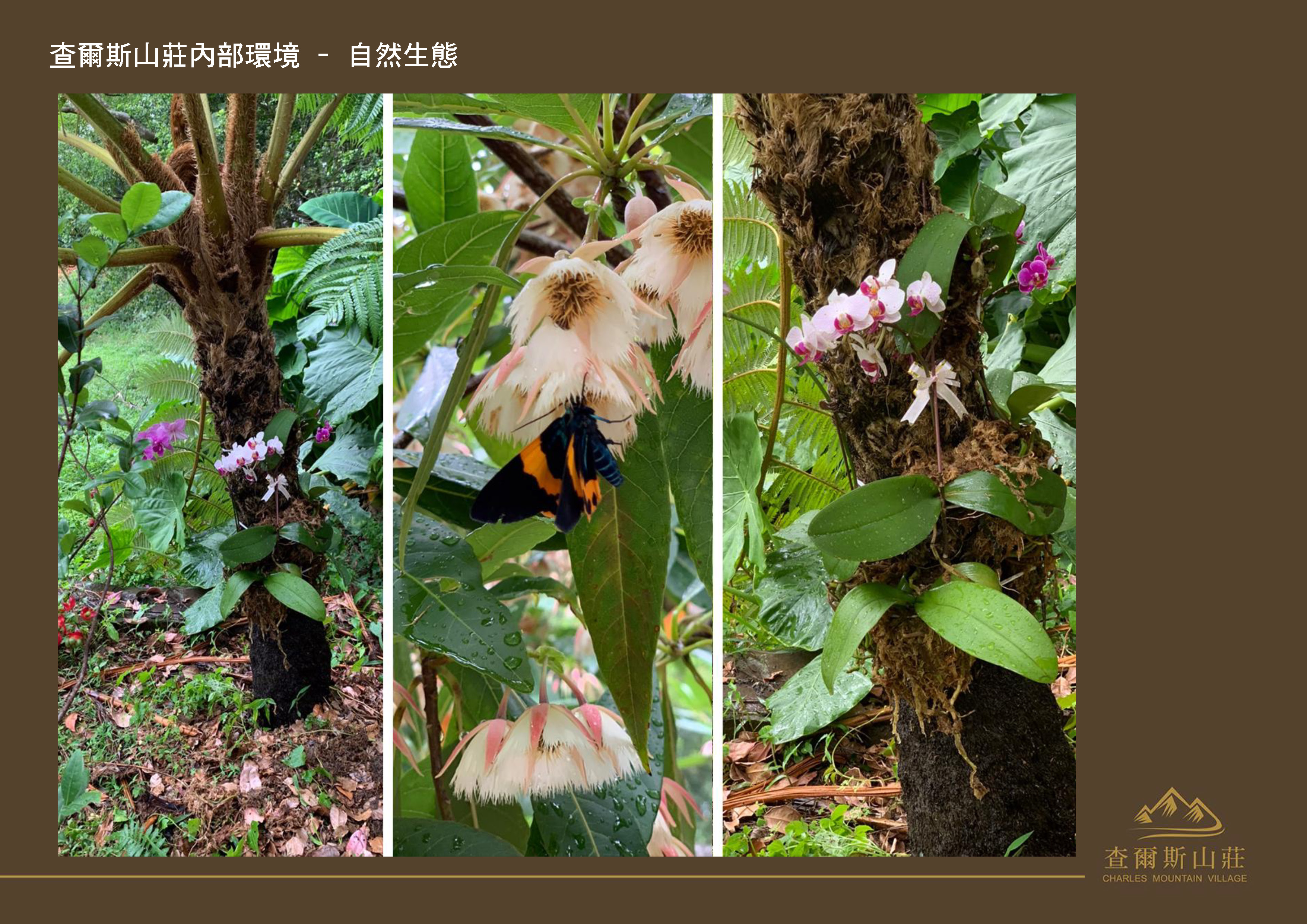 Gallery Page: cc_Page_34.jpg