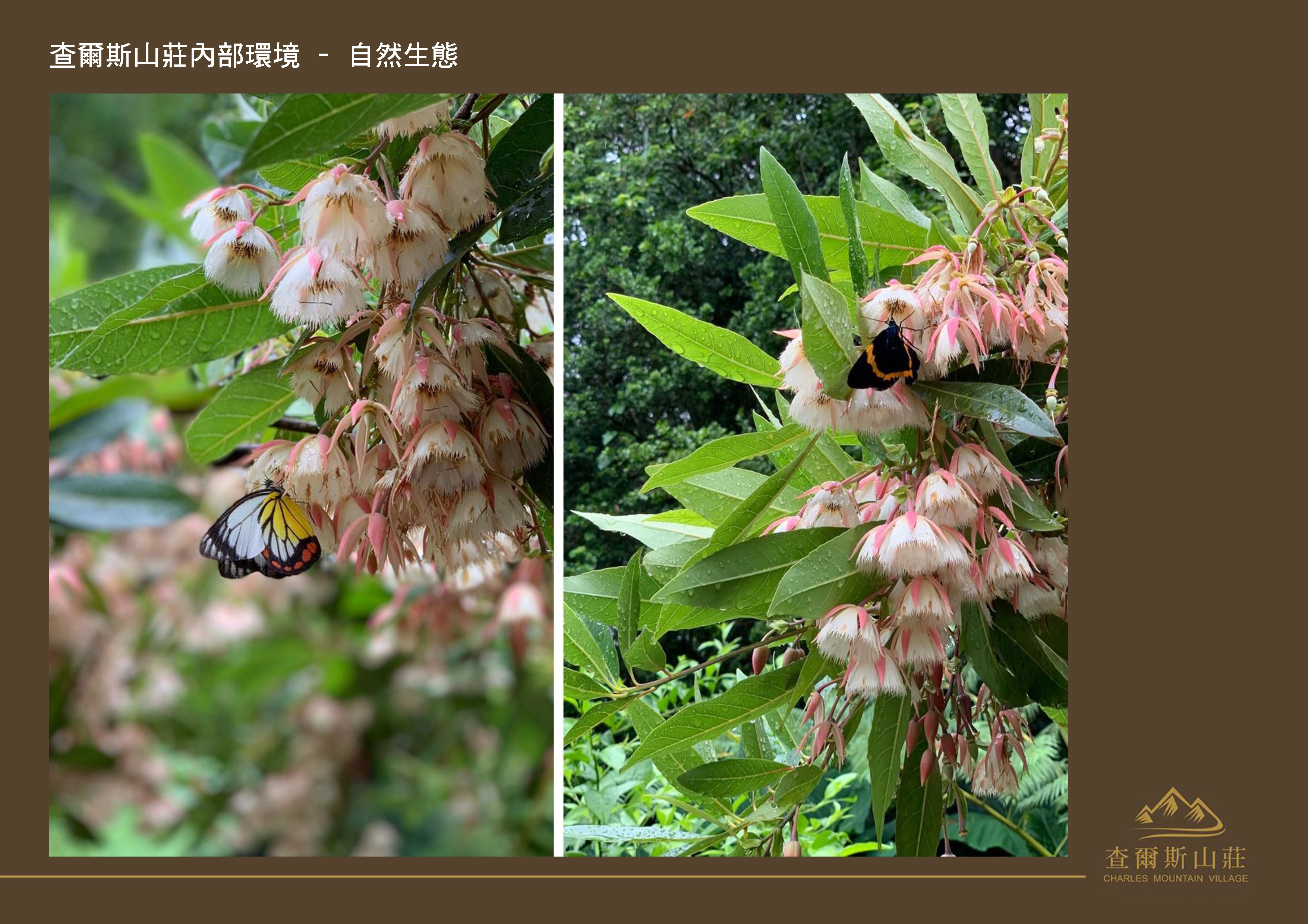 Gallery Page: cc_Page_35.jpg