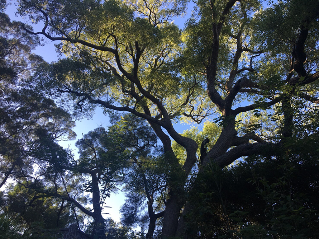 百年樟樹